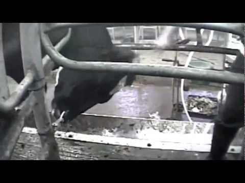Ohio Dairy Farm Brutality (slovak subtitles)