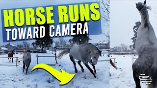 Playful Horse Runs Toward Camera While Another Runs Away as It Snows