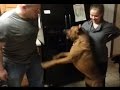 Dog Protect his Owner Compilation