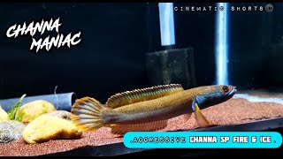 Aggressive  Channa Pyrophthalmus (sp Fire & ice)- Cinematic Short❤️