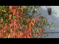 Native plants that pop in a fall garden