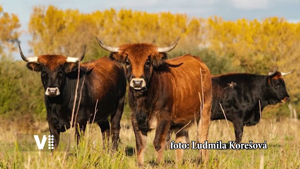 Ptačí park Josefovské louky, Na cestách Královéhradeckým krajem, Jaroměř na Náchodsku, tv V1. LJakub