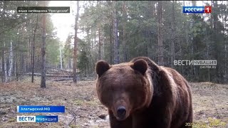 В Чувашии бурые медведи вышли из зимней спячки