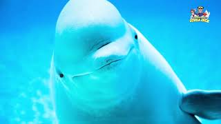 Beluga Whales Video for Kids With FREE Activity Workbook Download!