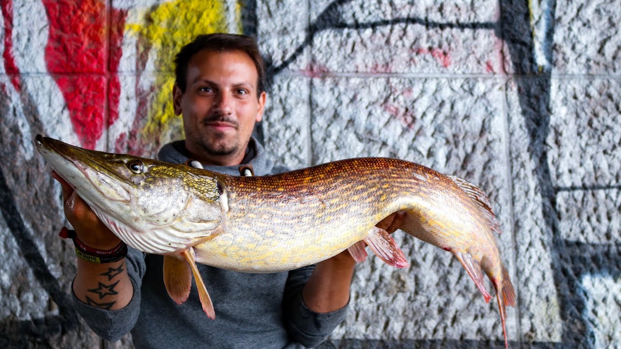 METERHECHT beim Streetfishing in Hamburg Wenn die Rute plötzlich krumm