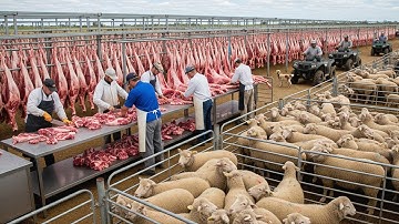 Unbelievable Scale: 527,000 Sheep Farmed and Processed in Australia Each Week