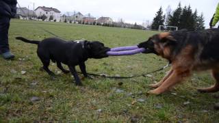 Staffordshire bull terrier vs German shepherd