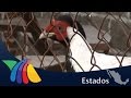 Cría de animales exóticos para comercializarlos | Noticias del Estado de México