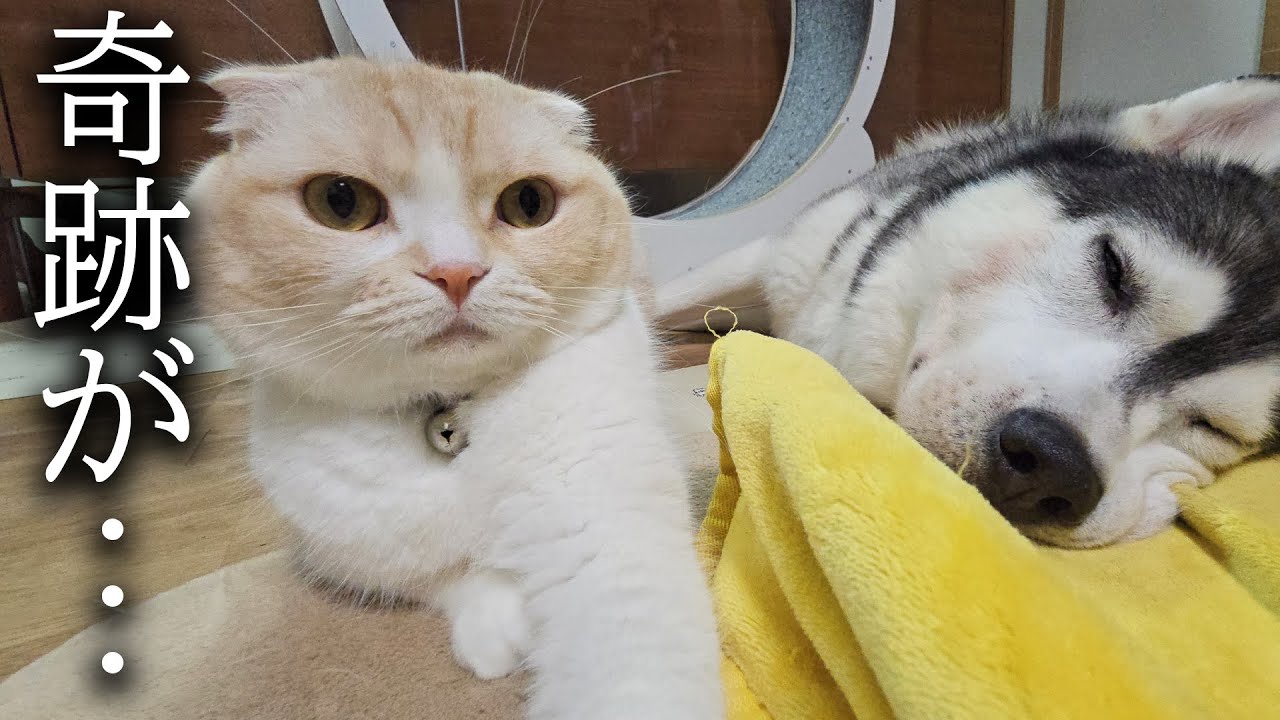 ちび猫※プロフ全文必読※2508W4-1 ちび猫※プロフ全文必読※2508W4-1 ころころちろちょび 230411