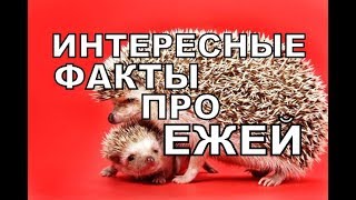 Интересные факты про ежей.