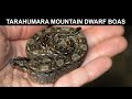 Tarahumara Mountain Dwarf Boas