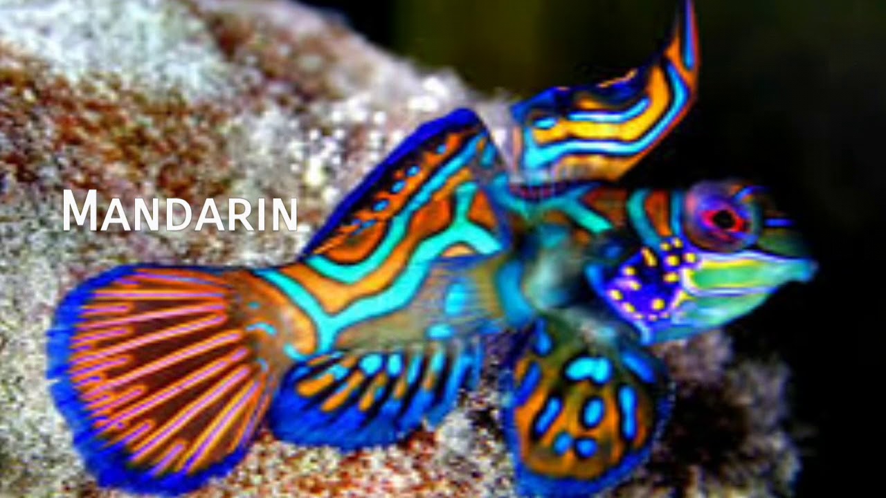 Mandarin Dragonet Deniz Akvaryumu Balik Tanitim Tuzlu Su Akvaryumu Baliklari Youtube