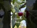 Cherry Picking #garden #fruit #gardening #cherrypicker #cherrypicking #berry