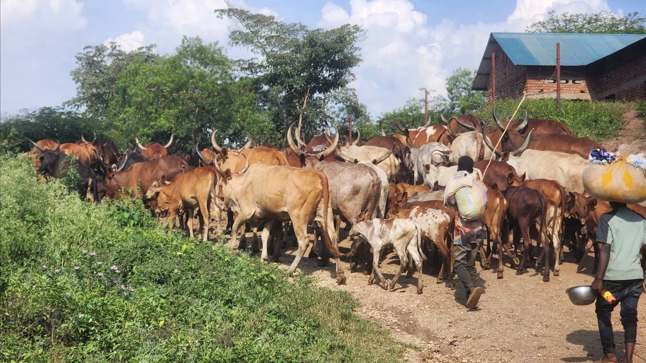 AHO MA23 NA TWIRWANEHO BAFASHE BURI KIMWE CYOSE KIBONA ,AMAHORO DORE VIDEO INKA ZARAGARUTSE .