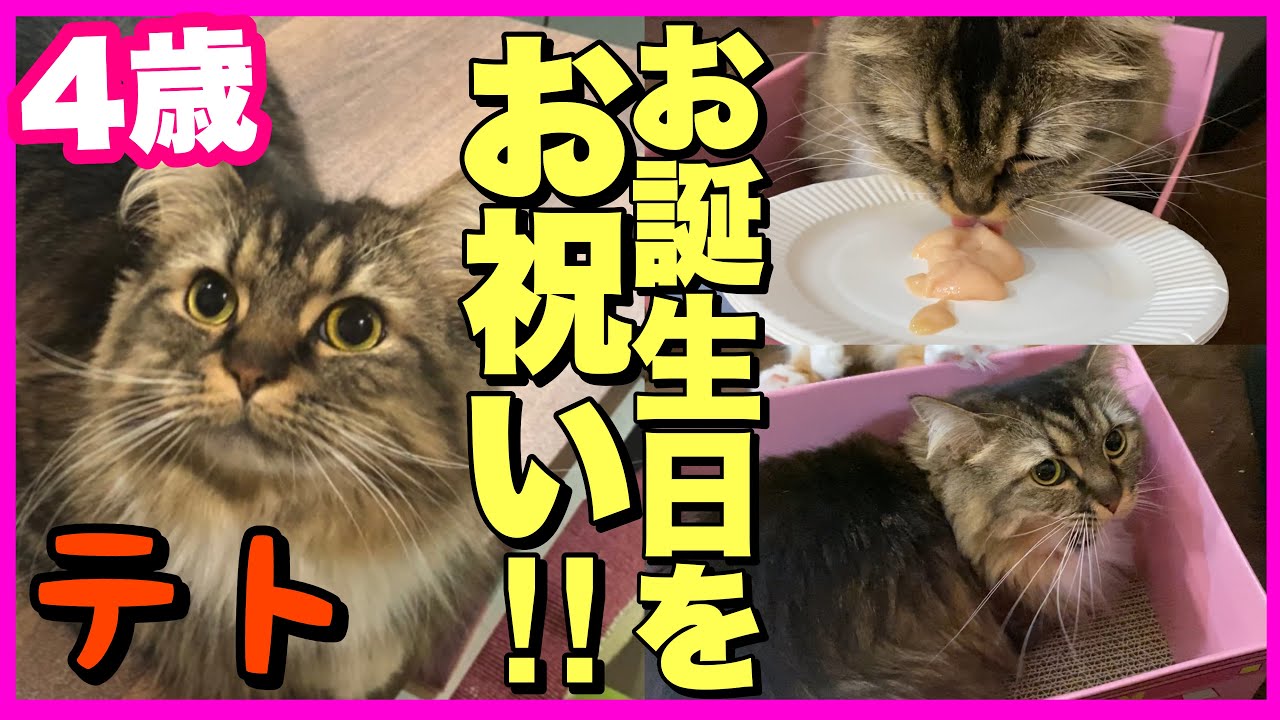 Birthday] Tet-chan is now 4 years old! Let's all celebrate