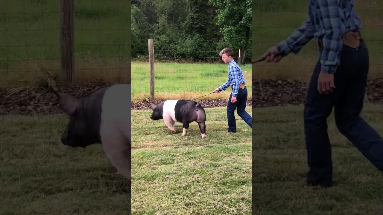 Talen Graham Lot 132 Video