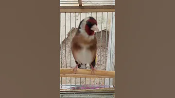 طائر الحسون العندليب The Nightingale Goldfinch El Jilguero Ruiseñor Il تزاوجcardellino Usignolo 