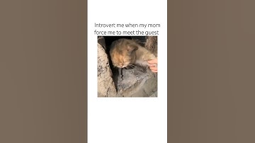 Just Introvert things 🙂 #cat #catmemes #shorts #trending #trendingshorts #funny #catlovers #memes