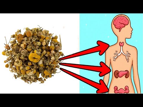 Video: Chamomile flower field: description and useful properties