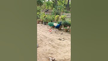 Two peacocks walking in the forest | Peacock walking video