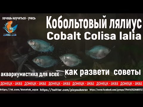 кобольтовый лялиус, Cobalt Colisa lalia, советы по разведению, что делать, råd om avl