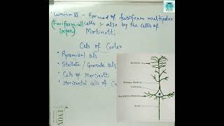 pyramidal cells of cerebral cortex #biologybook #biomcqs #biologytextbook