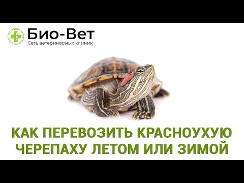 Как перевозить красноухую черепаху летом или зимой