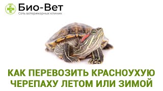 Упаковка и подготовка черепахи к поездке