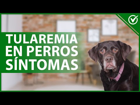 Video: Tratamiento para la tularemia en perros