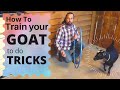 How to train your goat to do tricks  with demonstrations