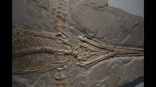50 fascinating fast facts about ichthyosaurus