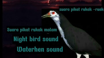 Night bird sound ll waterhen sound ll suara pikat ruak_ruak
