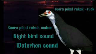 Night bird sound ll waterhen sound ll suara pikat ruak_ruak