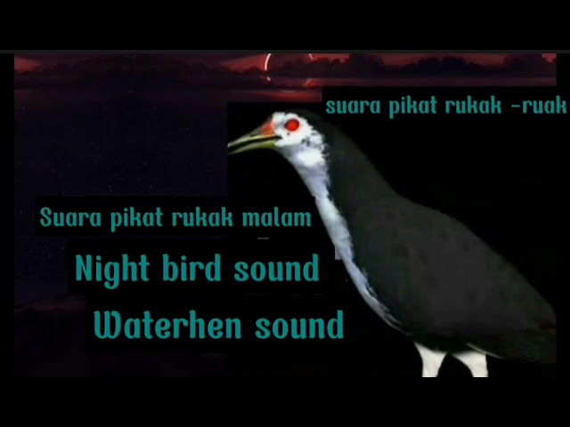 Night bird sound ll waterhen sound ll suara pikat ruak_ruak class=