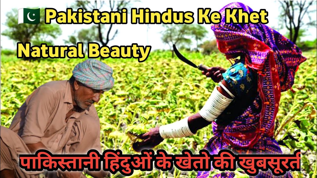 Greenery in the Desert: The Life of Pakistani Hindu Farmers🌾पाकिस्तानी हिंदू किसानों का जीवन