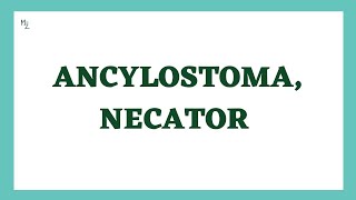 Hookworms: Ancylostoma duodenale & Necator americanus | Hookworm, Causes, Diagnosis & Treatment
