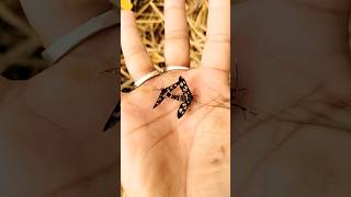 It Is The Smaller Shiny Jewel Beetle Part 2