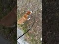 Video of adoptable pet named Sunniva