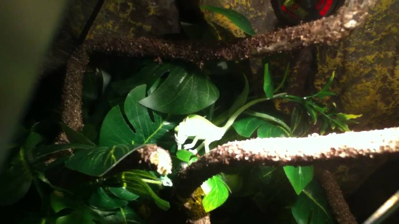 lizard skin grips Veiled Chameleon Eating Cricket