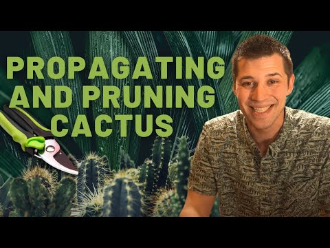 Pruning and Propagating some of our Cactus Plants!