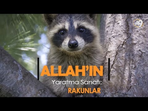 Video: Rakunlar: Radar Altında Bir Sağlık Riski