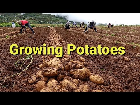 Video: Paano Mag-apoy Sa Patatas