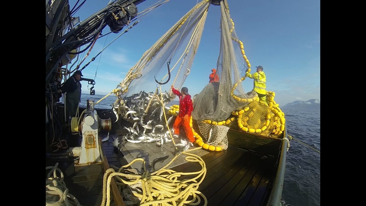 Alaska Fisherman 2016 Purse Seining YouTube