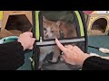 Expandable Cat Backpack Carrier Review | Travel &amp; Hiking Test
