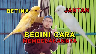 Cara membedakan kenari jantan dengan betina yang paling akurat || Cara jitu pemula kenari