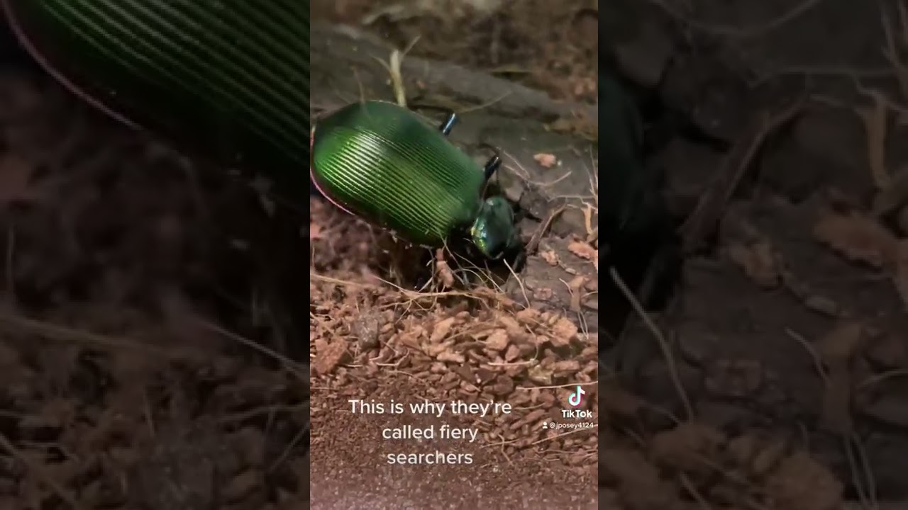 My Fiery Searcher living up to his name!