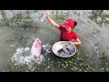 Unbelievable FISH TRAP with OYSTERS for GIANT Gourami Fish