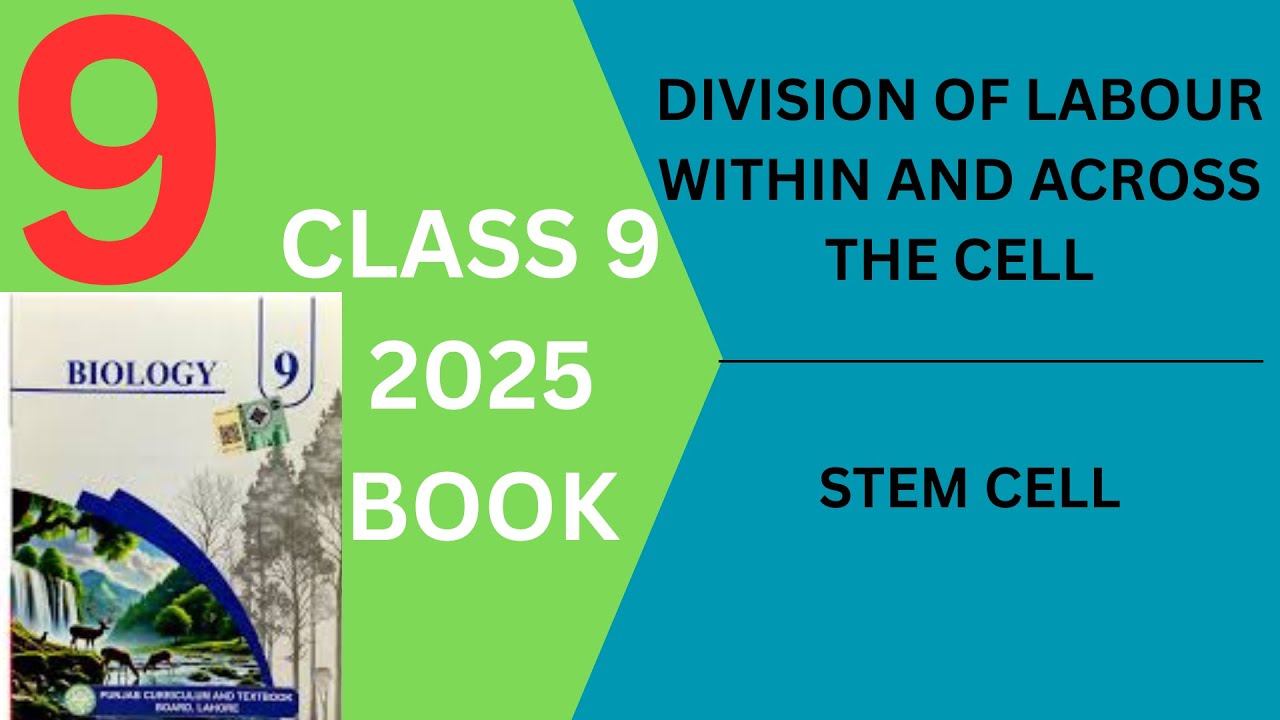Biology class 9 new book 2025 Division of labour within and across the cell and stem cell