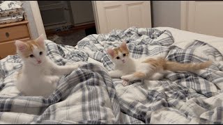 Living With Turkish Van Cats #25, Time to say good night