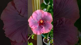 Родительская пара сеянца: PM Hidden Mystery * Allure #гибискус #гибискусизсемян #гибридизация